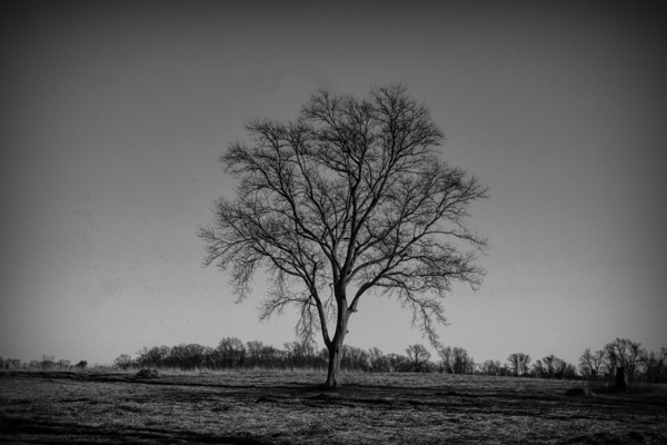 Alone In A Meadow Print