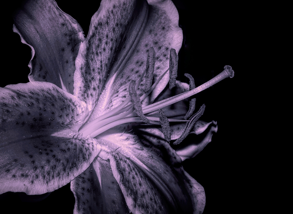 Black And White Stargazer Lily  Print