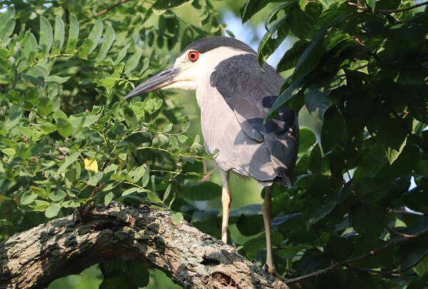 I Thought I Could Hide Print