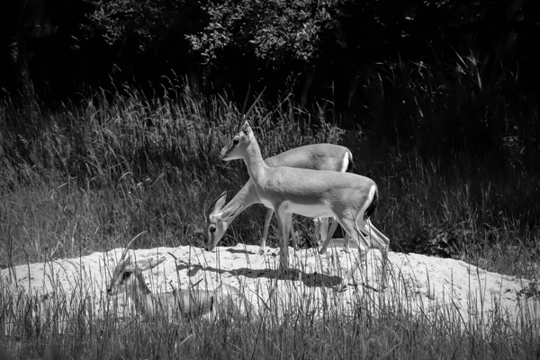 Slender Horned Gazelles In B&W Print