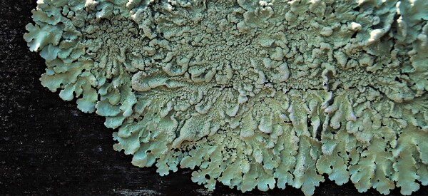 Lichen On Wood Print