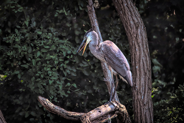 Great Blue Yawning Print