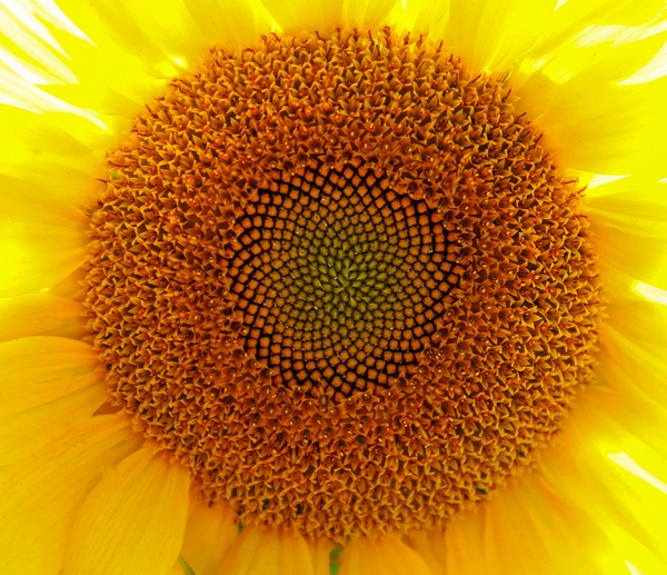 Fibonaccis Spiral  Print