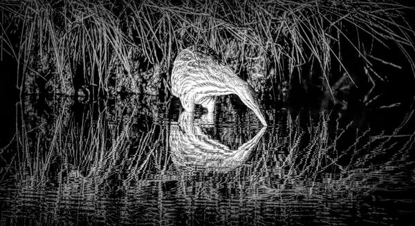 Mirror Reflection Of A Bittern Print