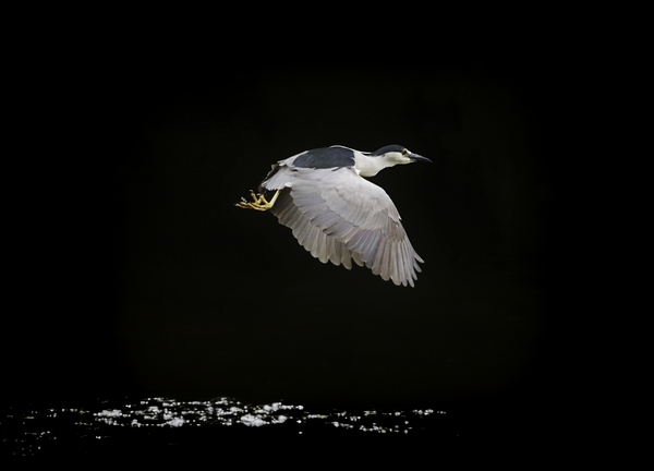 Black Crown Night Heron In Flight Print