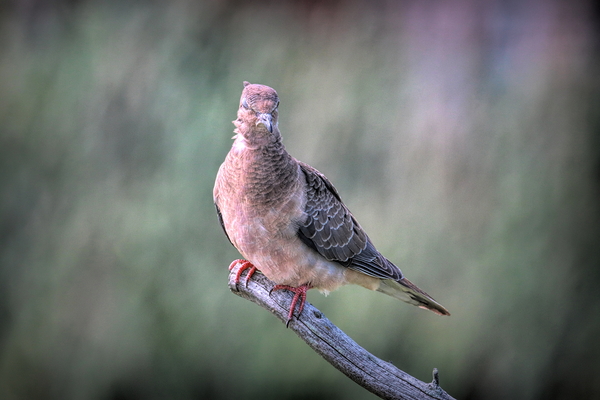 Sleeping With One Eye Open Print