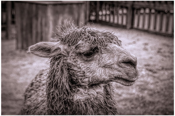 A Is For Alpaca Print