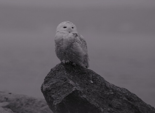 Snow In The Fog Print