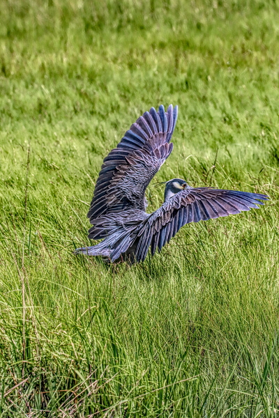 Awesome Landing Print