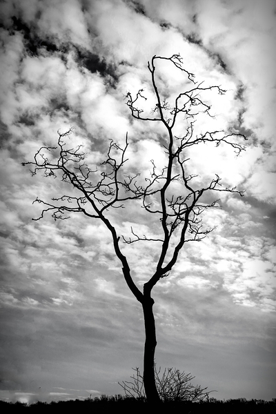 A Snag In Black and White Print