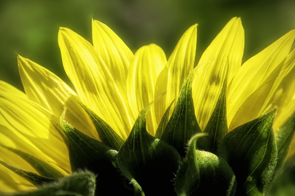 Beauty On The Back Print