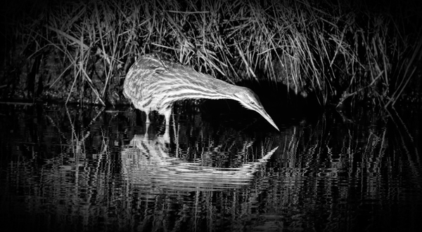 Bittern Reflection In Black and White Print