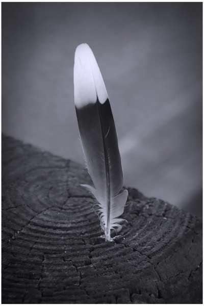 Black and White Feather Print