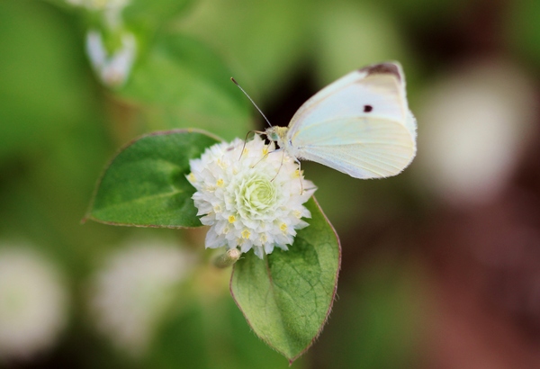 Cabbage White Butterfly On Globe Amaranth Print