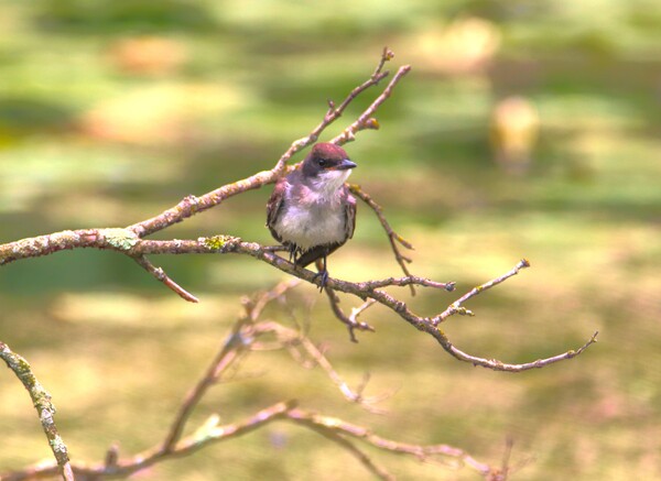 Eastern King Bird Enjoying The Day Print