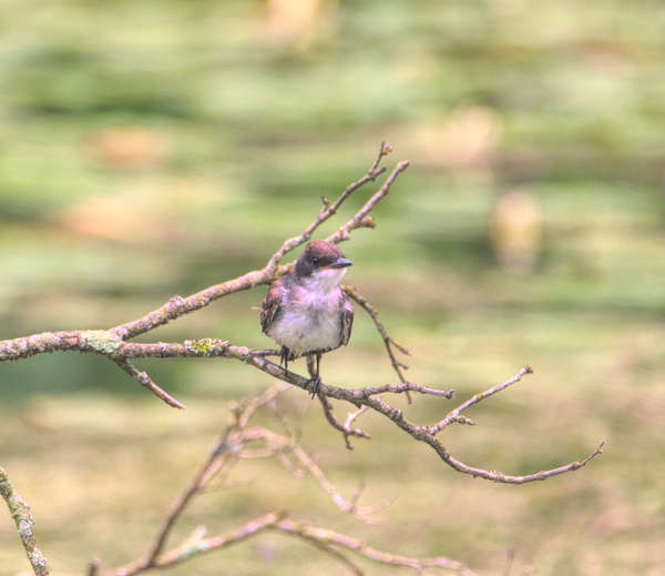 Eastern King Bird On A Branch Print
