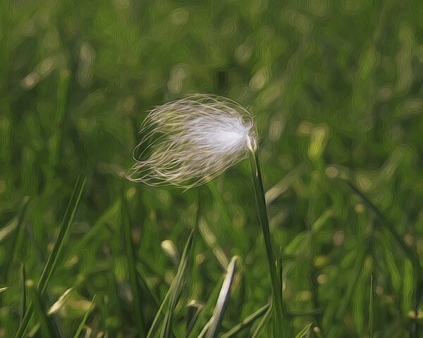 Feather Stuck O A Blade Of Grass Print