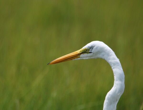 Great Egret Profile Print