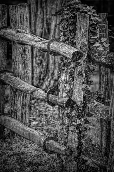 Horseshoe Fence In Black and White Print