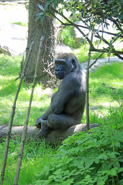  Western Lowland Gorilla Print