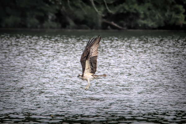 What Will The Osprey Catch Print