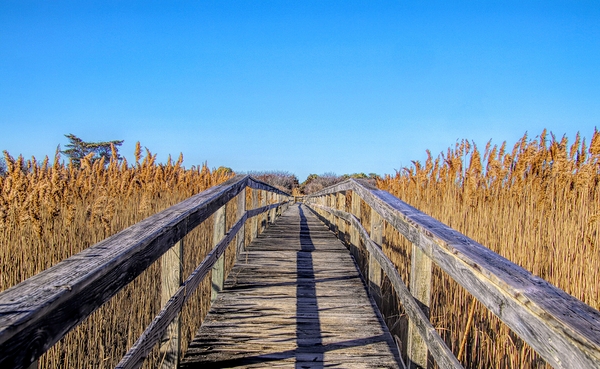 Walkway Through The Wetlands Print