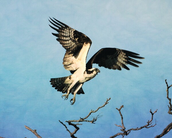 Osprey Taking Flight Print
