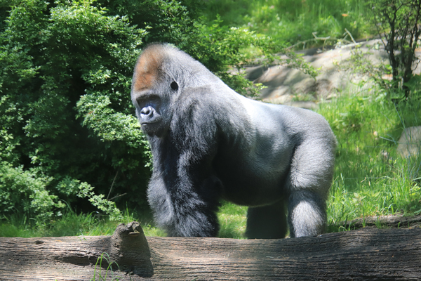 Silverback Gorilla Print