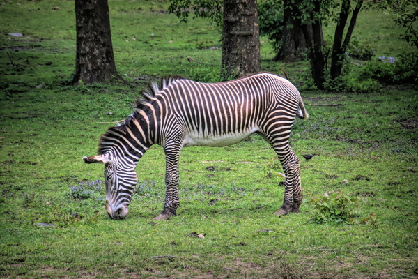 Sleeping While Standing Print