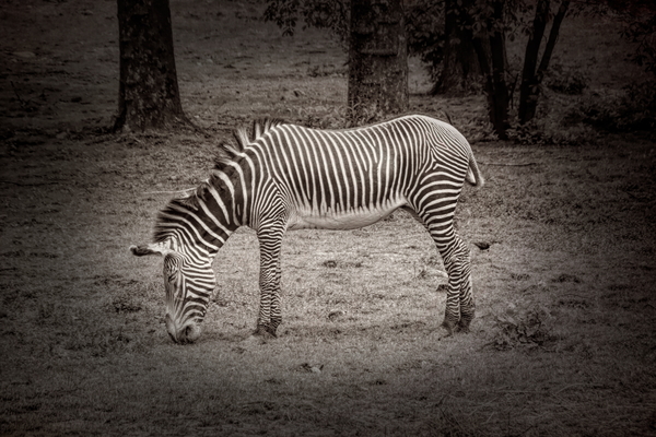 Sleeping While Standing In Black and White Print