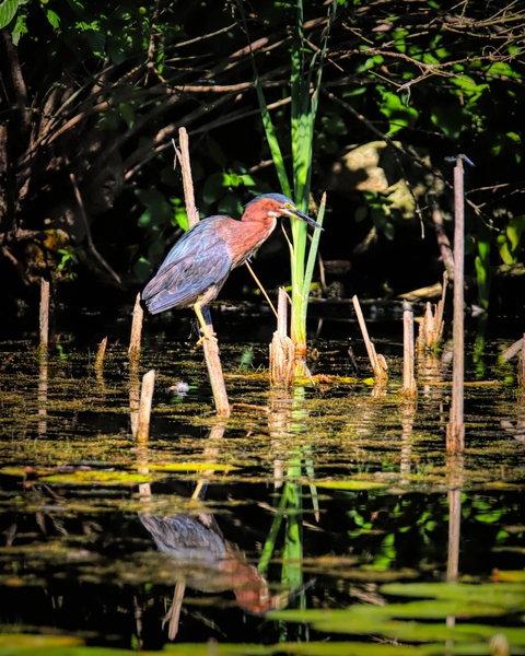 Snack On A Stick Print