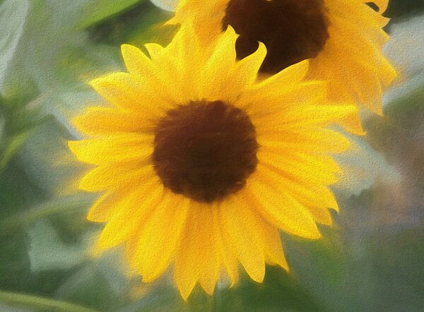 Sunflower In Chalk Print