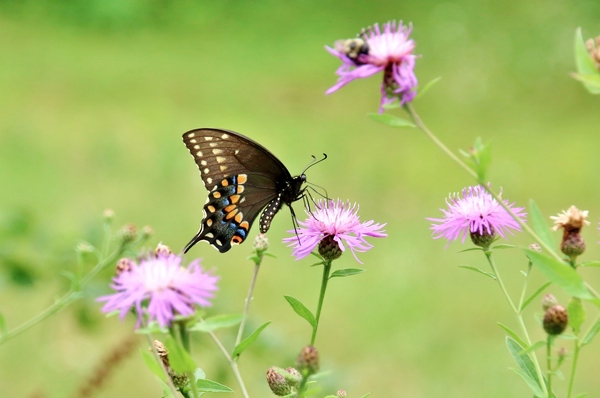 Swallowtail On Wild Flowers Print