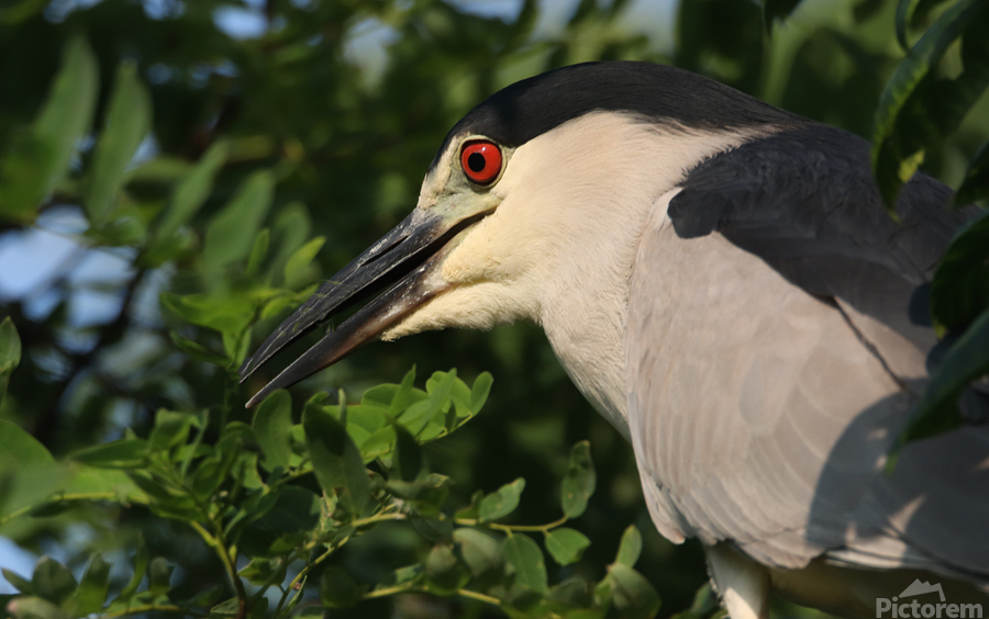 Love My Profile  Print