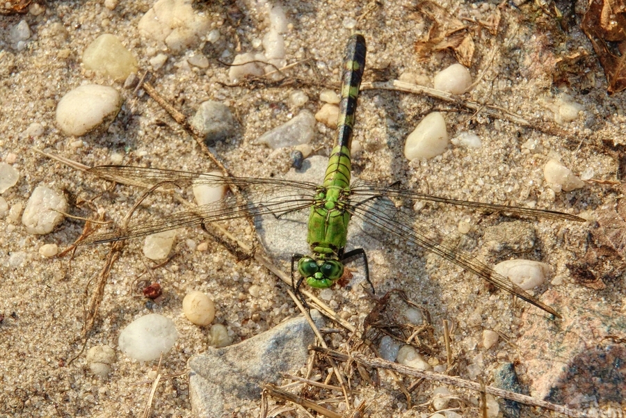 Eastern Pondhawk   Print