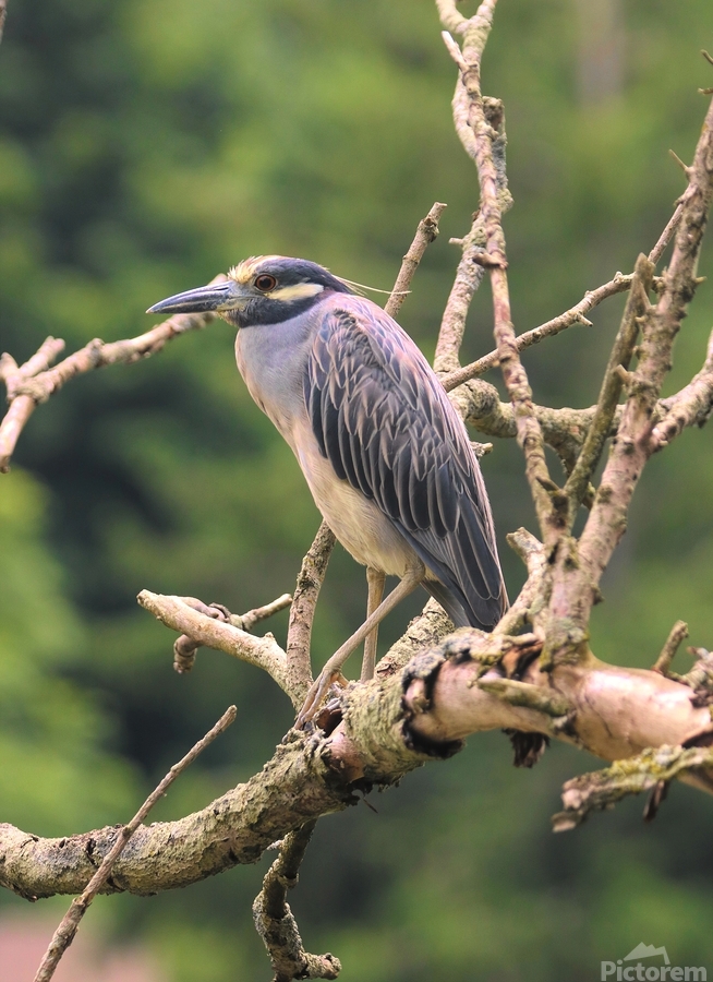 Studious Yellow Crown  Print