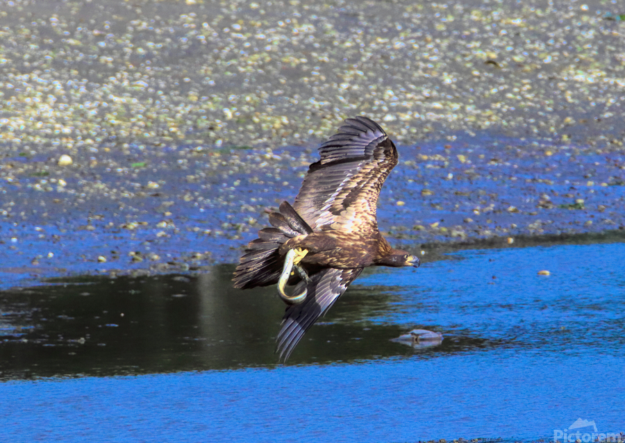 Baby s First Catch  Print