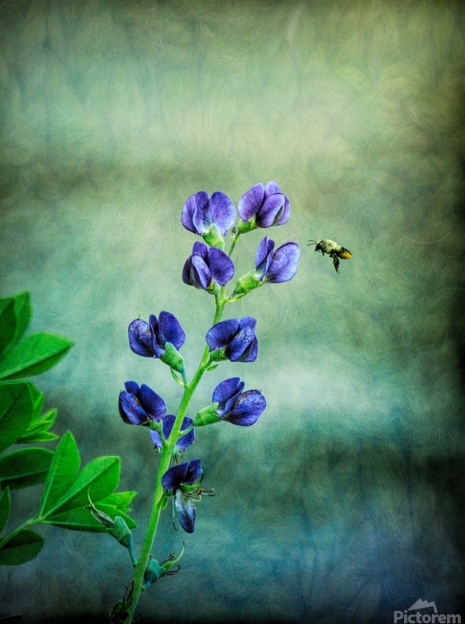 Bee Flying To A Purple Flower  Print