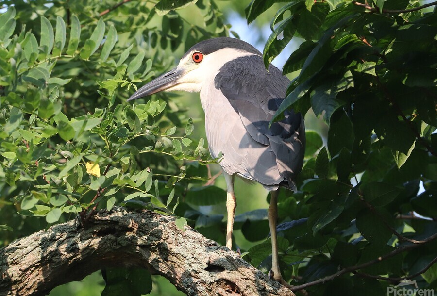 I Thought I Could Hide  Print