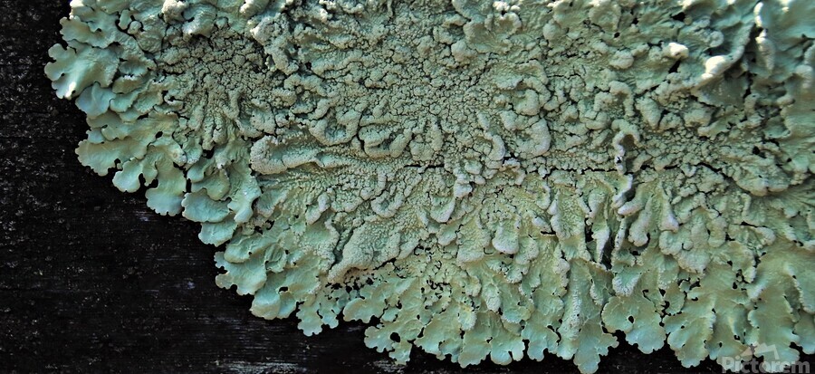 Lichen On Wood  Print