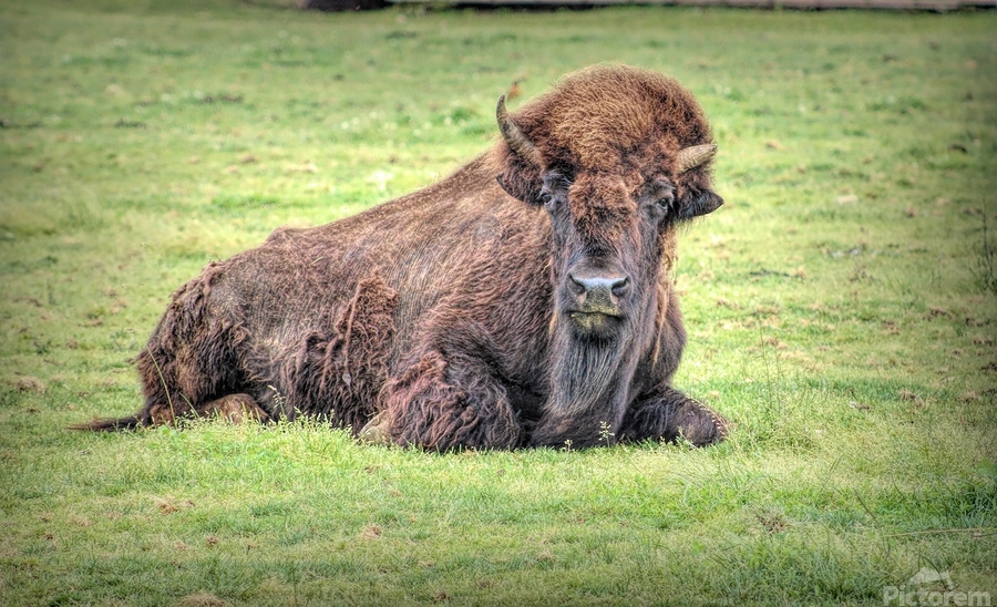 America Bison   Print