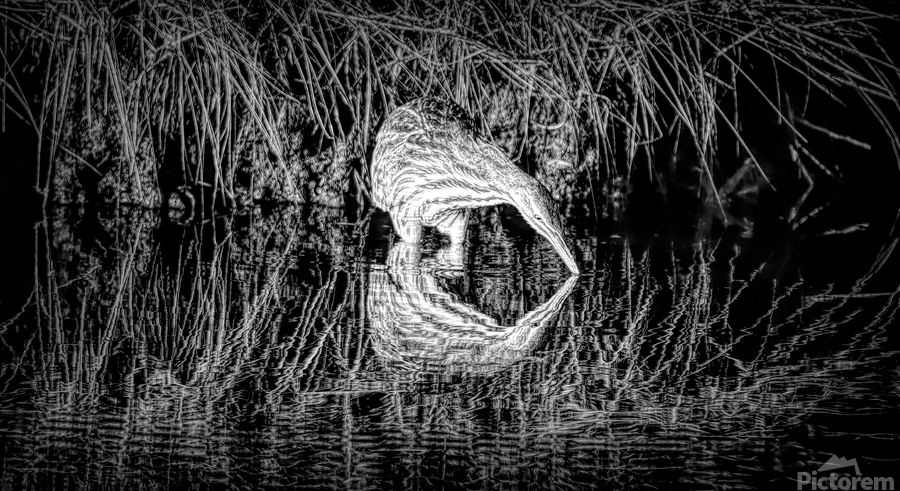 Mirror Reflection Of A Bittern  Print