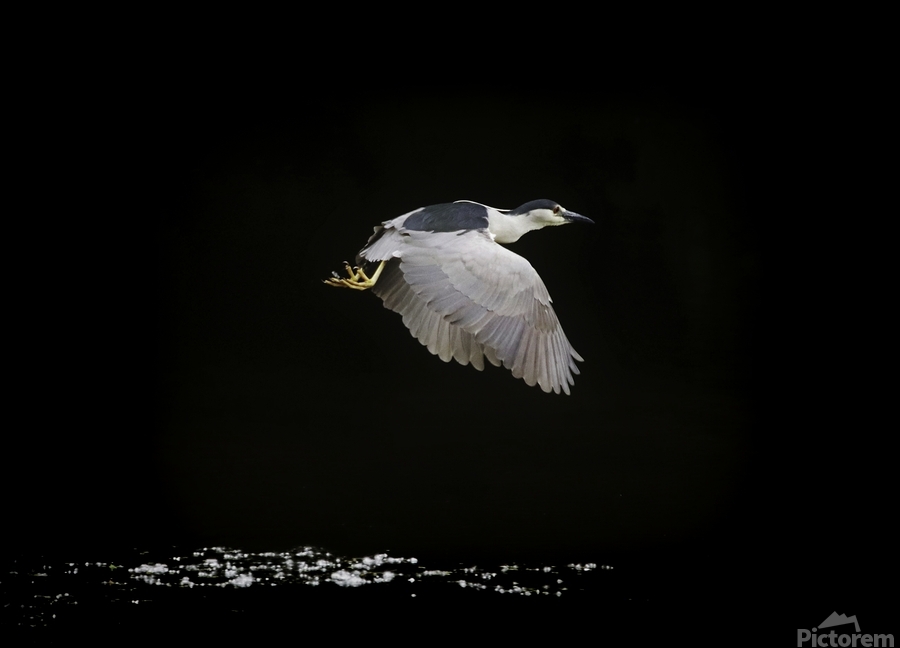 Black Crown Night Heron In Flight  Print