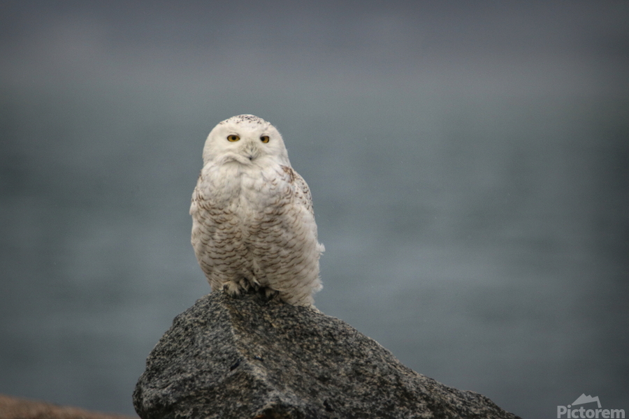 Fog and Snowy  Print