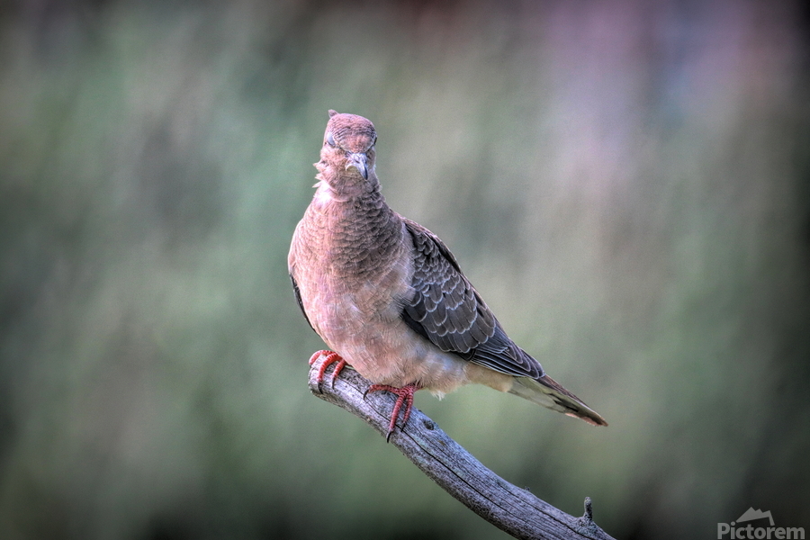 Sleeping With One Eye Open  Print