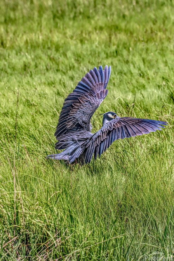Awesome Landing  Print