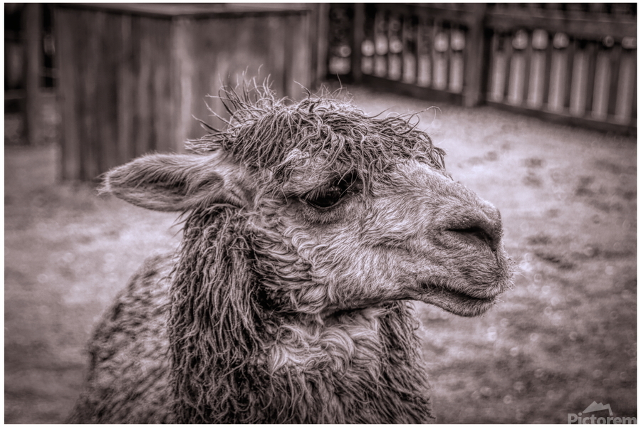 A Is For Alpaca  Print