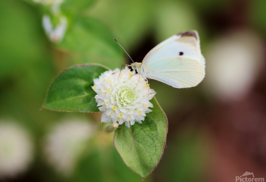 Cabbage White Butterfly On Globe Amaranth  Print