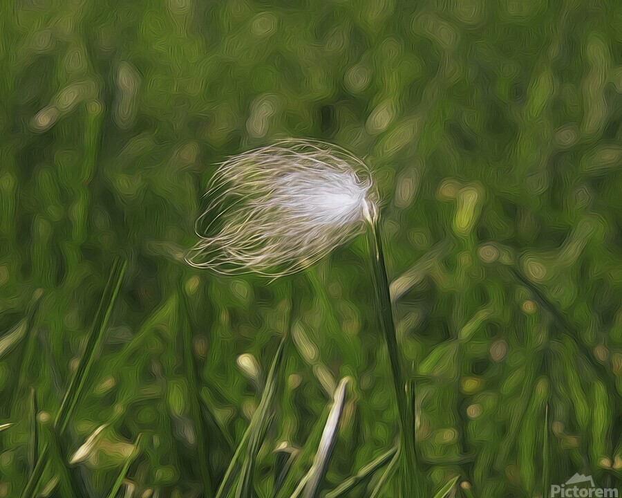 Feather Stuck O A Blade Of Grass  Print