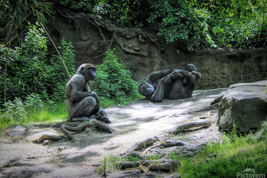 Monkeying Around  Print